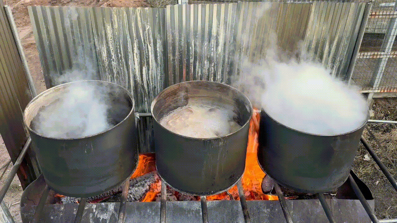 "Vaal Hungers, we must feed him." Making Maple Syrup + Biochar
